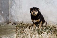 Aumento Alarmante de Perros Abandonados Preocupa a Defensores de los Animales