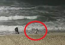 Coyote ataca a niña en playas en una playa de California