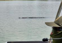 Patrulla Fronteriza alerta de cocodrilos en el Río Bravo