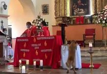Perrito se mete a una iglesia y se roba el pan de la eucaristía