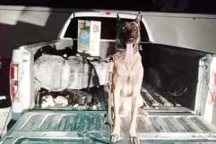 Millonario cargamento de droga es asegurado gracias a perro policía
