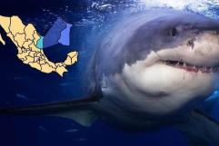 ¿Hay un tiburón blanco en aguas de Tamaulipas? Esto se sabe